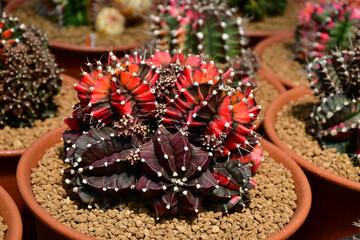 Gymnocalycium hybrid variegated in outdoor cactus farm.