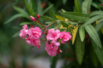 Obraz premium Nahaufnahme von rosa Oleanderblüten im Garten