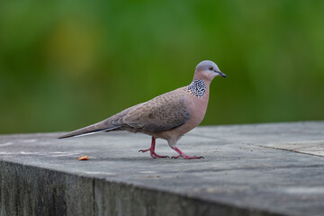Obraz premium pigeon on the ground