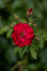 Rosen in voller Bl&uuml;te