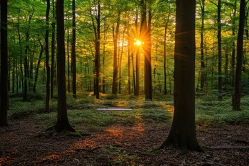 Obraz premium Sunlight filters through trees in a serene forest setting.