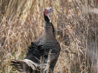A wild turkey with a colorful head and ruffled feathers grazes in the grass at the edge of the...