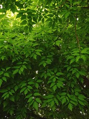 Fototapeta premium Lush green textured leaves of a forest canopy, vibrant, nature
