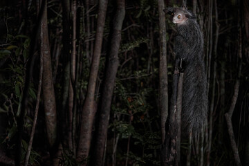 Aye-aye, Daubentonia madagascariensis, night animal in Madagascar. Aye-aye nocturnal lemur monkey in the nature habitat, coast forest in Madagascar, widllife nature. Rare endemic