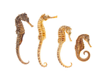 Sea Horses isolated on white © xiaoliangge