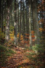 Obraz premium Autumn in a mountain forest