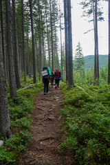 Beautiful wood in the mountains 