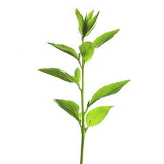 Fototapeta premium A vibrant green plant with healthy leaves symbolizing nature's beauty and growth., isolated on a transparent background.