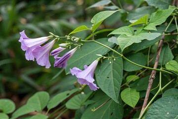 Softly unfurling purple flower petals on a green stem, scattered among lush foliage, blossoms, spring, stems, bloom, blossoms
