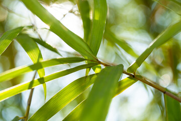 Fototapeta premium Bamboo leaves close-up natural habitat photography lush environment upward view serenity and growth