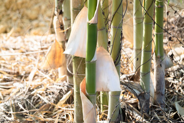 Bamboo growth progression natural habitat close-up photography lush environment ground level nature's resilience