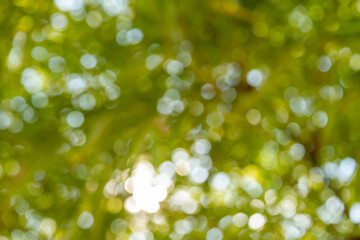 Obraz premium Nature ambience forest blurred background lush environment close-up serenity in greenery