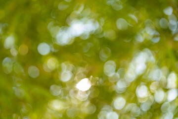 Fototapeta premium Nature scene with bokeh effect greenery environment abstract photography soft focus view serenity concept