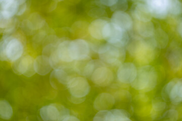 Fototapeta premium Nature scene outdoor forest abstract background bright green bokeh close-up view serenity