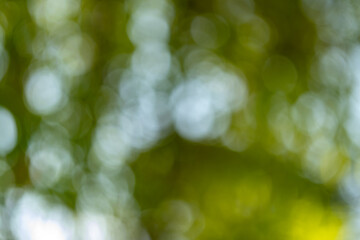 Obraz premium Natural light play outdoor setting abstract photography lush green environment close-up view visual serenity