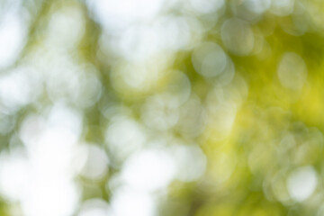 Obraz premium Nature abstract bokeh outdoor garden photography soft focus close-up tranquil atmosphere