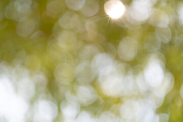 Obraz premium Captivating sunlight filters through greenery nature scene outdoor bokeh effect serene atmosphere visual concept