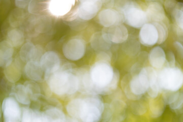 Obraz premium Sunlight filtering through leaves forest nature photography outdoor close-up serenity