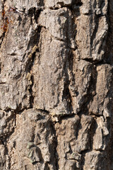 Obraz premium Tree bark texture close-up forest nature photography outdoor macro view natural patterns