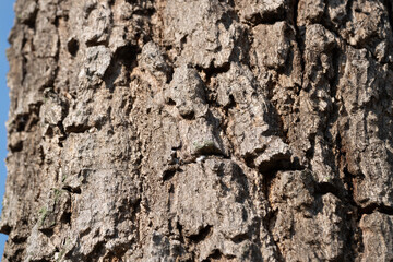 Tree bark texture close-up natural environment macro photography outdoor detailed view natural beauty