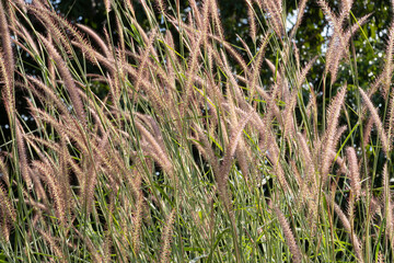 Gentle breeze sways tall grass serene field nature scene sunlit day close-up view tranquility and...