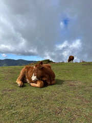 Peaceful Cows Resting on a Scenic Hillside Meadow
