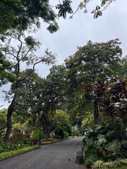 Peaceful Walkway in Lush Green Botanical Garden