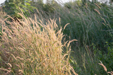 Golden grass swaying in the breeze field nature photography warm light close-up tranquility