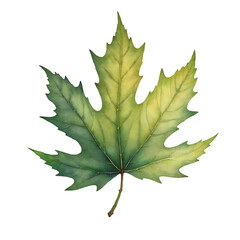 Fototapeta premium Watercolor Leaf