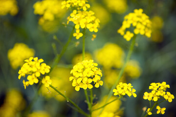 Obraz premium Rapeseed. Brassica napus. are blooming in sunny summer day. yellow flower, isolated on blurred natural background. agriculture. floral background, close-up. blooms in spring. good harvest