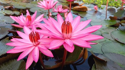 Beautiful pink lotus flower on the water in the pond Assam India