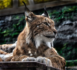 Lynx on the board. Latin name - Lynx lynx © Mikhail Blajenov