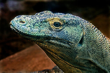 Fototapeta premium Komodo dragon. Latin name - Varanus komodoensis