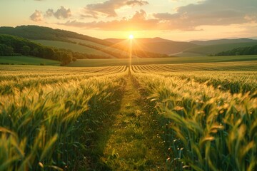 Fototapeta premium Golden Hour in a Wheat Field