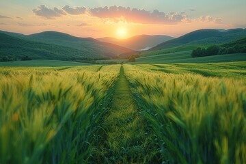 Golden Hour in the Fields