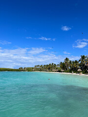 Tropical Paradise Beach With Palm Trees and Clear Blue Waters