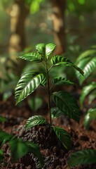 Close up of a melancholic coffee plant with drooping leaves amidst lush greenery and earthy textures