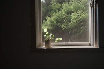 Fototapeta premium seoul, korea, plant, summer, nature