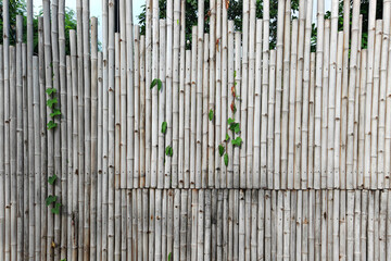 White bamboo wall with ivy climber plant for house design