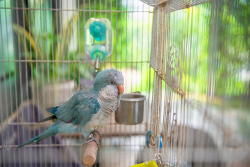 parakeet blue monk parrot in cage with green leaf background in park