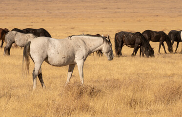 Obraz premium Wild Horses in the Utah Desert in Autumn