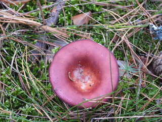 Gąsówka fioletowa grzyb niejadalny występujący w Europejskich lasach © Maciej