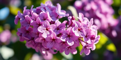 Obraz premium A cluster of delicate pink blossoms, each petal a soft and velvety masterpiece, bathed in the warm glow of the sun.