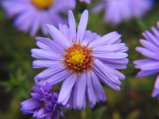 Fototapeta premium fioletowy kwiat jako tło jesienne