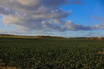 Fototapeta premium Road shoulder on a sunny autumn day. Views of the landscape from the car window.