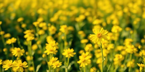 Obraz premium A single, vibrant yellow wildflower stands tall amidst a sea of its kin, a testament to the beauty of nature's simple yet profound artistry.