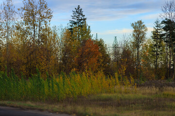 Fototapeta premium Road shoulder on a sunny autumn day. Views of the landscape from the car window.