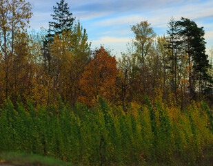 Road shoulder on a sunny autumn day. Views of the landscape from the car window.