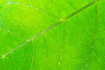 Close-up macro leaf texture,Tobacco plantation with lush green leaves. Super macro close-up of fresh tobacco leaves. Soft selective focus. Artificially created grain for the