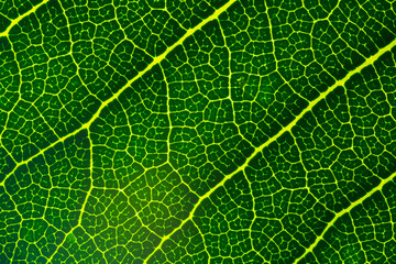 Close-up macro texture of leaf,Leaf texture macro. Leaf vein pattern macro photography. Green leaf cells macro. Leaf close-up shot.